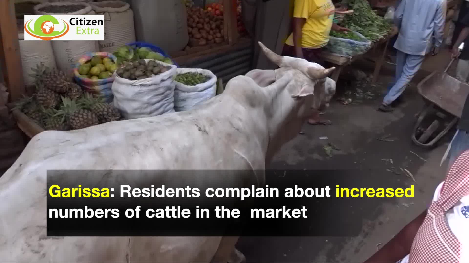 Garissa traders up in arms as cattle invade stalls and take over roads